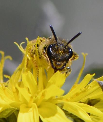 Andrena sp.